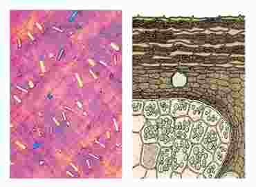 Food Science and Spices Multimedia Microscope Slide Instructor Package for Biology and Life Science