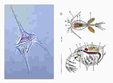 Water Droplets Multimedia Microscope Slide Instructor Package for Biology and Life Science