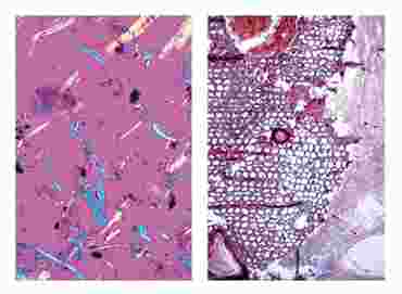 Air Pollution and Allergens Multimedia Microscope Slide Instructor Package for Biology and Life Science