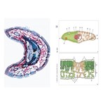 Environmental Damages Multimedia Microscope Slide Instructor Package for Biology and Life Science
