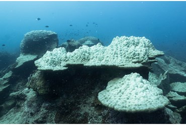 The Fate of Carbonate in Acidifying Oceans