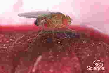 360 Science: Drosophila Basics, 1-Year Access