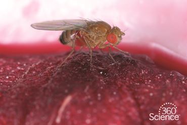 360 Science: Drosophila Basics, 1-Year Access