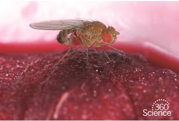 360 Science: Drosophila Basics, 1-Year Access