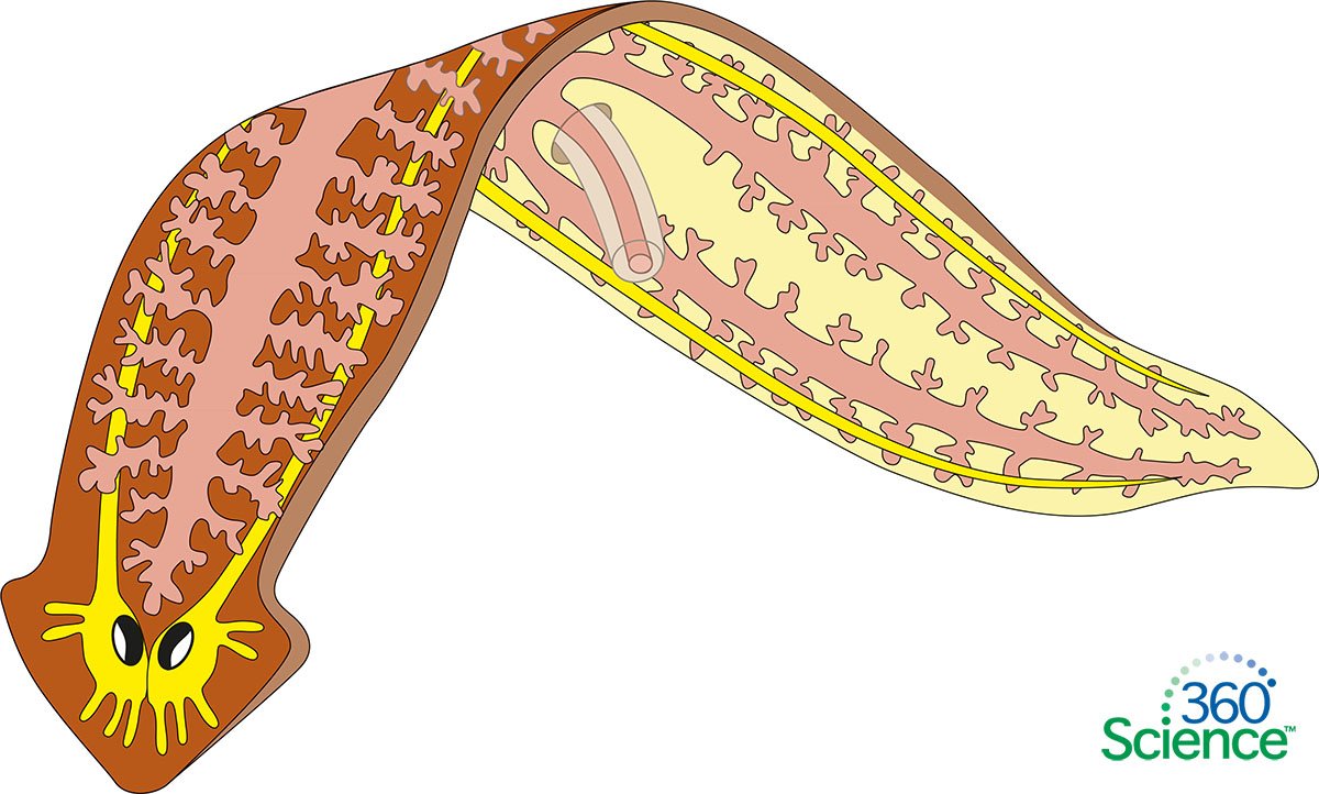360 Science Planaria Regeneration