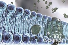 360 Science: Cell Membrane Permeability, 1-Year Access