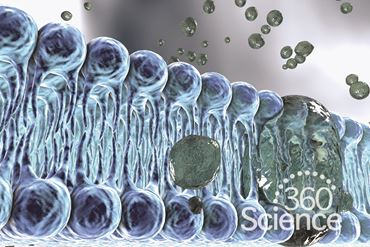 360 Science: Cell Membrane Permeability, 1-Year Access