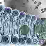 360 Science: Cell Membrane Permeability, 1-Year Access