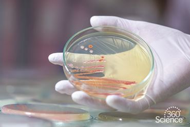 360 Science: Gene Expression in Bacteria, 1-Year Access