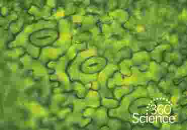 360 Science: Rate of Transpiration, 1-Year Access