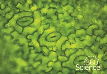 360 Science: Rate of Transpiration, 1-Year Access