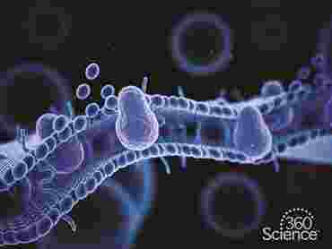 360 Science: Diffusion and Osmosis, 1-Year Access