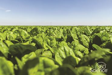 360 Science: Photosynthesis in Leaf Disks, 1-Year Access