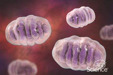 360 Science: Cellular Respiration, 1-Year Access