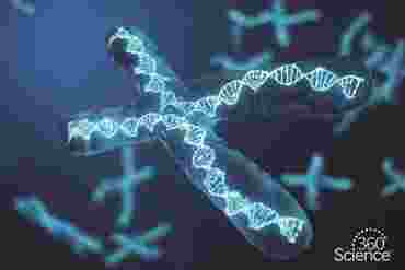 360 Science: Sordaria Genetics, 1-Year Access