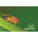 360 Science: Fruit Fly Behavior, 1-Year Access