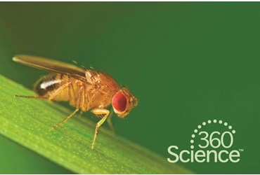 360 Science: Fruit Fly Behavior, 1-Year Access
