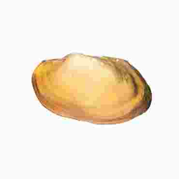 Preserved Clams for Dissection, 3-4"