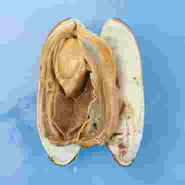 clams, bivalves, mollusca, mollusca