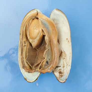 clams, bivalves, mollusca, mollusca
