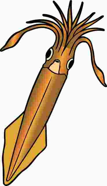 Preserved Squid for Dissection