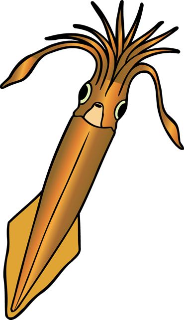 Preserved Squid for Dissection