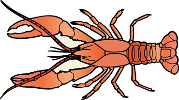 Preserved Crayfish for Dissection with Plain Vascular System