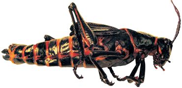 Preserved Lubber Grasshopper for Dissection