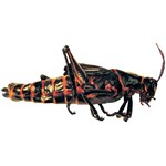 Preserved Lubber Grasshopper for Dissection
