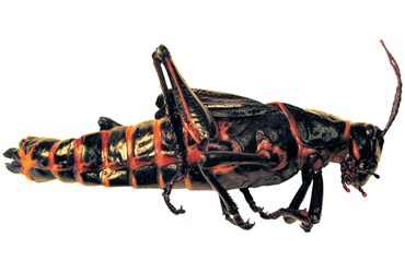 Preserved Lubber Grasshopper for Dissection