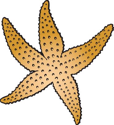 Preserved Sea Stars for Dissection with Plain Vascular System, 5-6"