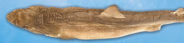 Preserved Dogfish (Squalus) for Dissection