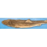 Preserved Dogfish (Squalus) for Dissection