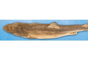 Preserved Dogfish (Squalus) for Dissection