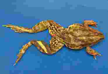 Preserved Bullfrog for Dissection with Plain Vascular System, 5-6"