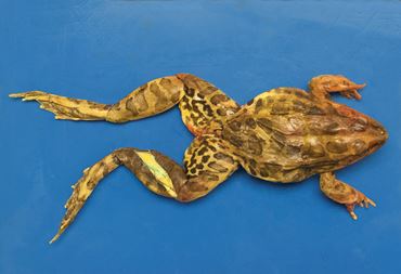 Preserved Bullfrog for Dissection with Plain Vascular System, 5-6"