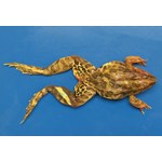 Preserved Bullfrog for Dissection with Plain Vascular System, 5-6"