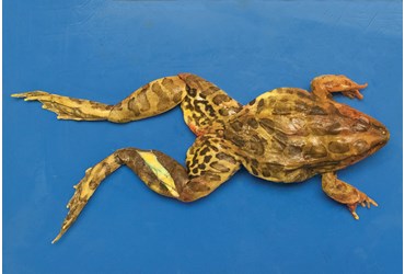 Preserved Bullfrog for Dissection with Plain Vascular System, 5-6"