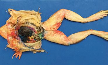 bullfrog, preserved bullfrog, preserved specimens