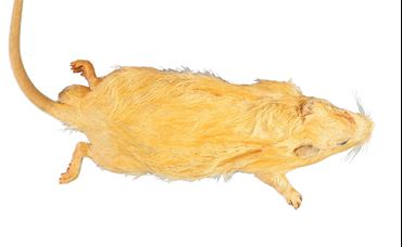 Preserved Rat for Dissection with Plain Vascular System