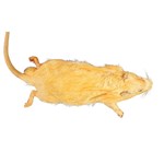 Preserved Rat for Dissection with Plain Vascular System