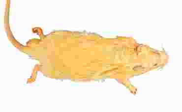 Preserved Rat for Dissection with Plain Vascular System