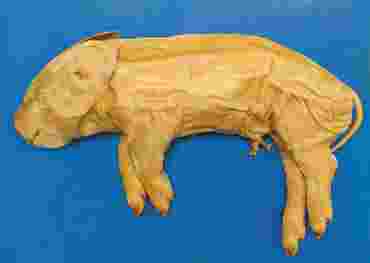 Preserved Fetal Pig for Dissection with Plain Vascular System, 7-10"