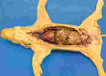 fetal pig, pig, preserved pig