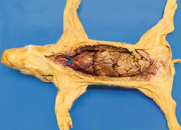 fetal pig, pig, preserved pig