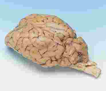 Preserved Sheep Brain for Dissection