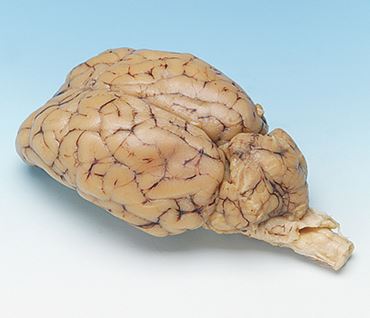 Preserved Sheep Brain for Dissection