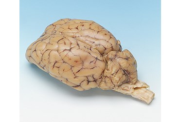 Preserved Sheep Brain for Dissection