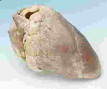 Preserved Sheep Hearts for Dissection