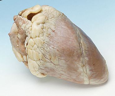 Preserved Sheep Hearts for Dissection